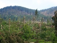 Neurje julij 2008 5.jpg