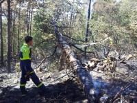 Žarišča v deblih, štorih in večjih vejah so še vedno tlela