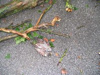 le kje je &amp;quot;stanoval&amp;quot; ta mladi jastreb ?!